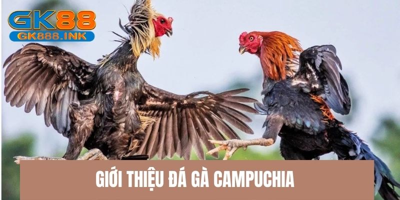 Loại hình đá gà Campuchia giải trí hấp dẫn 