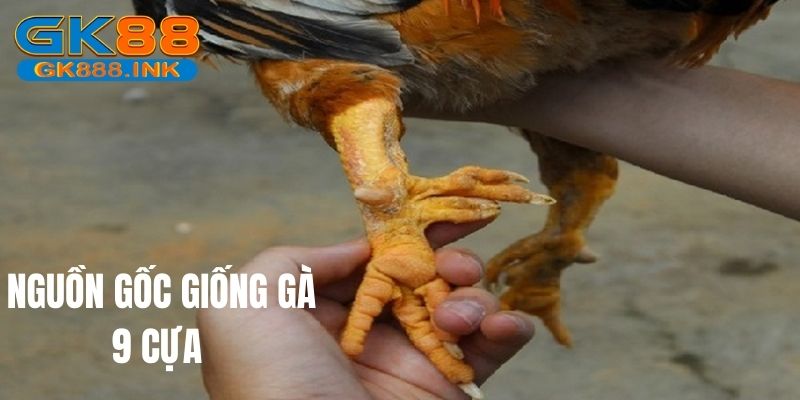 Nguồn gốc giống gà 9 cựa từ đâu 