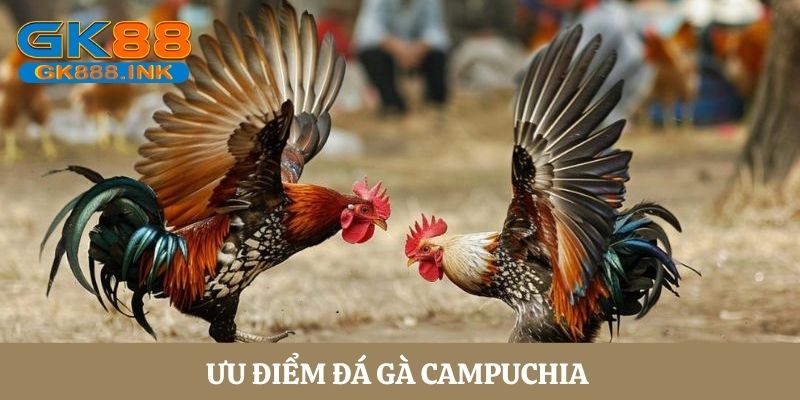 Chọi gà Campuchia thu hút bởi nhiều ưu điểm